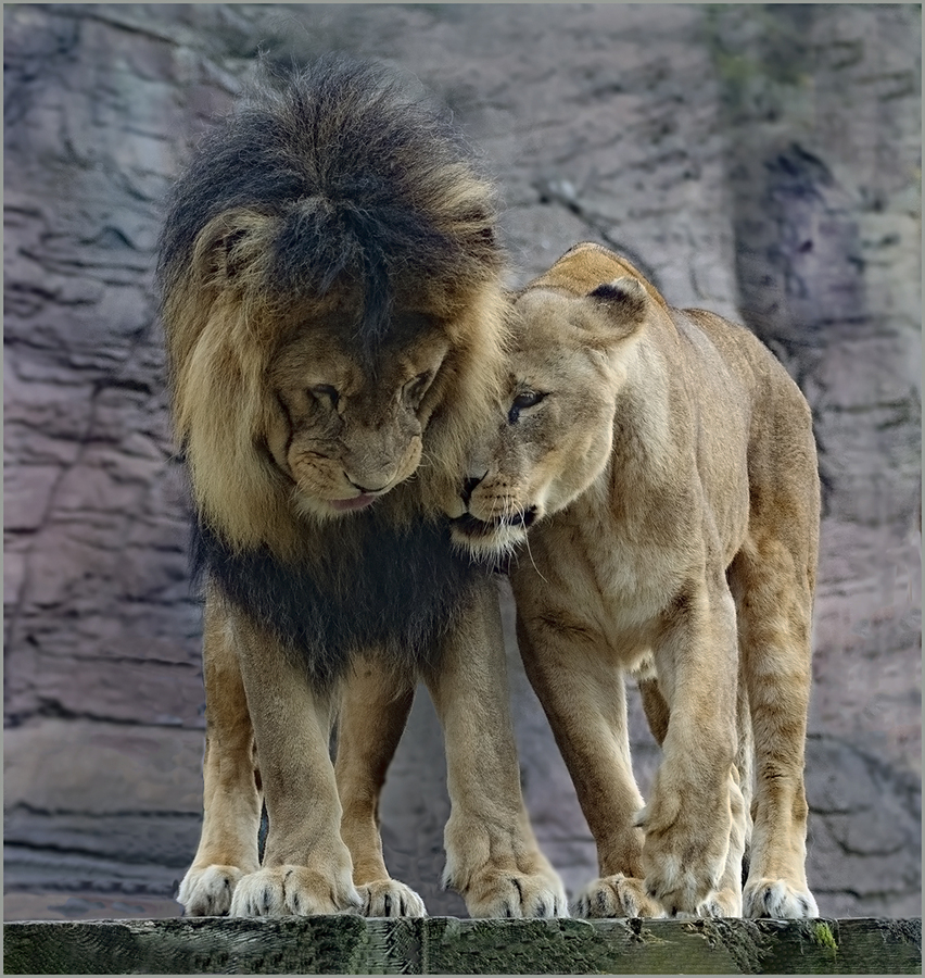 Lions in Love - John Laverock
